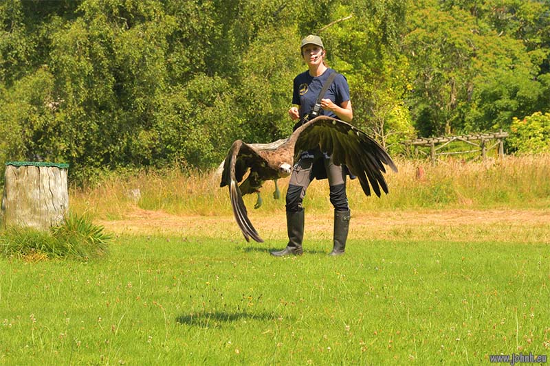 Birds of Prey flying Muncaster Castle, Lake District National Park